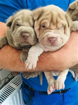 Chinese Shar-Pei-puppy's - 1