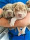 Chinese Shar-Pei-puppy's - 1 - Thumbnail