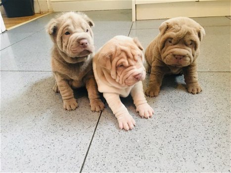 Chinese Shar-Pei-puppy's - 2