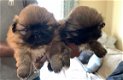 Pekingese mannelijke en vrouwelijke puppy's - 1 - Thumbnail