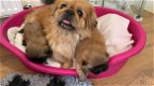 Pekingese mannelijke en vrouwelijke puppy's - 2 - Thumbnail