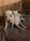 Prachtige Dalmatische puppy's - 1 - Thumbnail