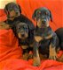 Dobermann-puppy's - 2 - Thumbnail