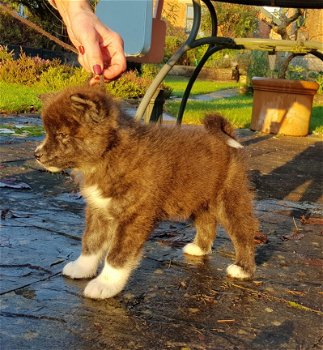 Mooie Akita Pups - 1