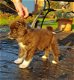 Mooie Akita Pups - 1 - Thumbnail