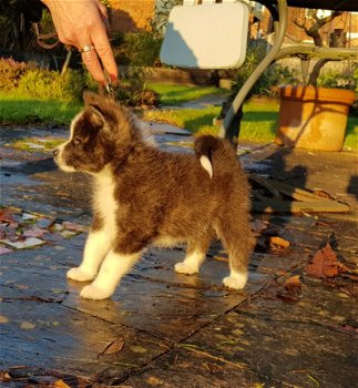 Mooie Akita Pups - 2