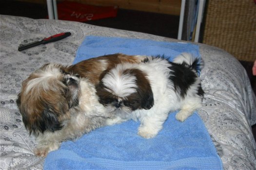 Leuke Shihtzu-puppy's - 1