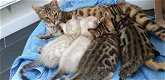 !!!!!Geregistreerde Bengaalse kittens.....@,,, - 1 - Thumbnail