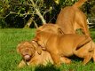 Bordeauxdog-puppy's - 1 - Thumbnail