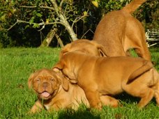 Bordeauxdog-puppy's