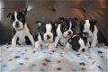 Puppy van Boston Terrier - 1 - Thumbnail