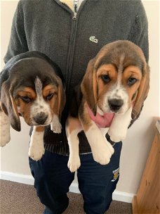 Beagle puppy's