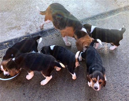 Beagle puppy's - 2