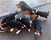 Beagle puppy's - 2 - Thumbnail