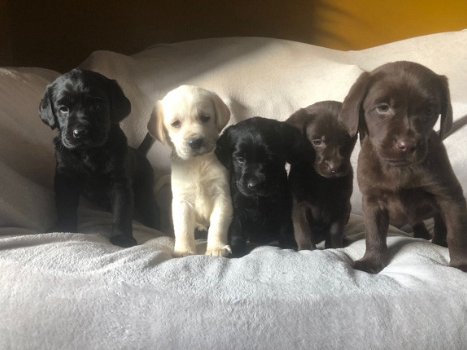 Labrador puppy's - 1