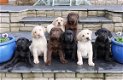 Labrador puppy's - 2 - Thumbnail