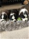 Verbluffende Sint Bernard-puppy's - 1 - Thumbnail