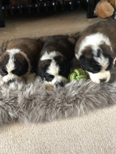 Verbluffende Sint Bernard-puppy's