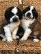 Verbluffende Sint Bernard-puppy's - 2 - Thumbnail