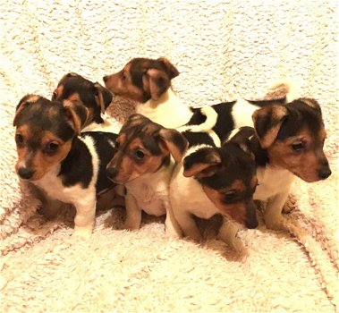 Jack Russell Pups - 1