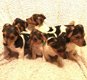 Jack Russell Pups - 1 - Thumbnail