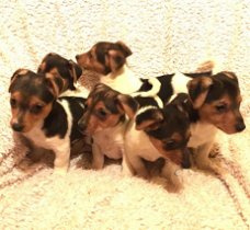 Jack Russell Pups
