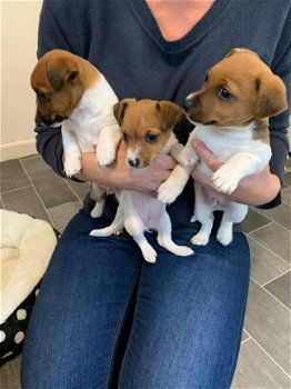 Jack Russell Pups - 2