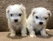 Leuke Bichon Frise-puppy's. - 1 - Thumbnail