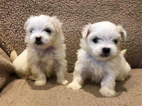 Leuke Bichon Frise-puppy's. - 2