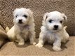 Leuke Bichon Frise-puppy's. - 2 - Thumbnail