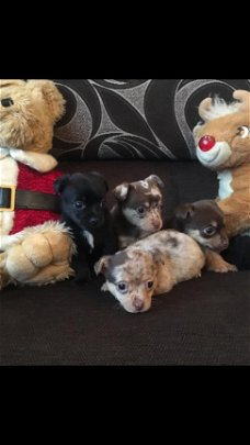 Chihuahua puppy's