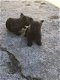 Cairn Terrier Pups - 1 - Thumbnail