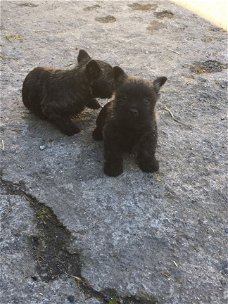 Cairn Terrier Pups