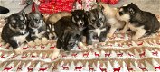 Verbluffende tweekleurige Siberische Husky-puppy's - 1 - Thumbnail