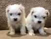 Leuke Maltese Puppy - 1 - Thumbnail