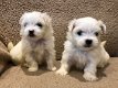 Leuke Maltese Puppy - 2 - Thumbnail