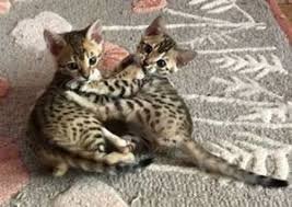 !!! Com en zie mooie Bengaalse kittens....@....... - 1