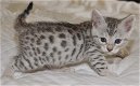 !!!! Blauwe ogen Bengaalse kittens,,,@,,, - 1 - Thumbnail