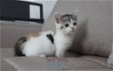 !!!! Blauwe ogen Bengaalse kittens,,,@,,, - 2 - Thumbnail
