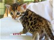 Moeder neemt me Bengaalse kittens....,, - 1 - Thumbnail