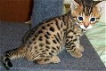 !!! Com en zie mooie Bengaalse kittens.....,,, - 1 - Thumbnail