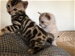 !!!! Mooie Bengaalse kittens@.,, - 1 - Thumbnail