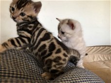 !!!! Mooie Bengaalse kittens@.,,