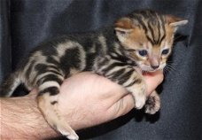 super baby kittens beschikbaar@........,,