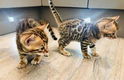 Leuke baby kittens beschikbaar@.....,,,,.. - 1 - Thumbnail