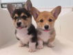 Welsh Pembroke Corgi Puppies Beschikbaar - 1 - Thumbnail