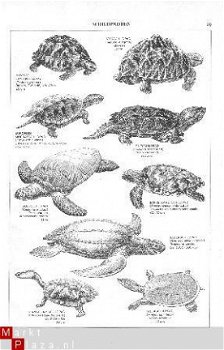 tekening schildpad - 1