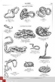 tekening Slangen - 1
