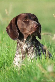 duitse staande korthaar pups bruinschimmel - 1