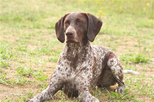 duitse staande korthaar pups bruinschimmel - 2